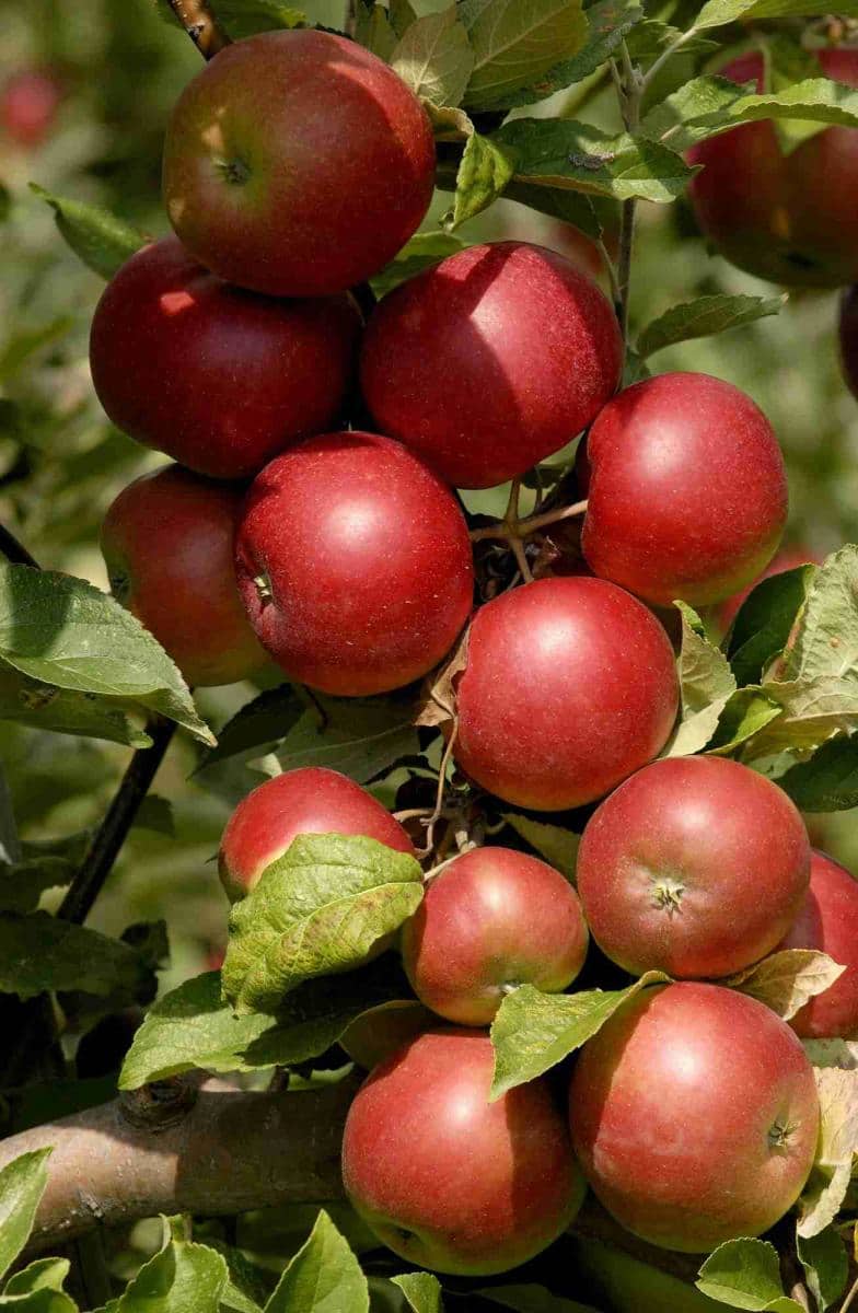 apples-pesticide-health