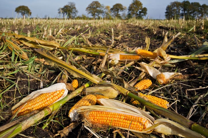 Maize ears left on field after harvest