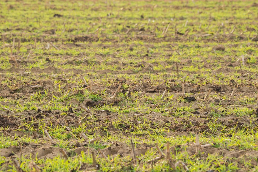 old and new soil 