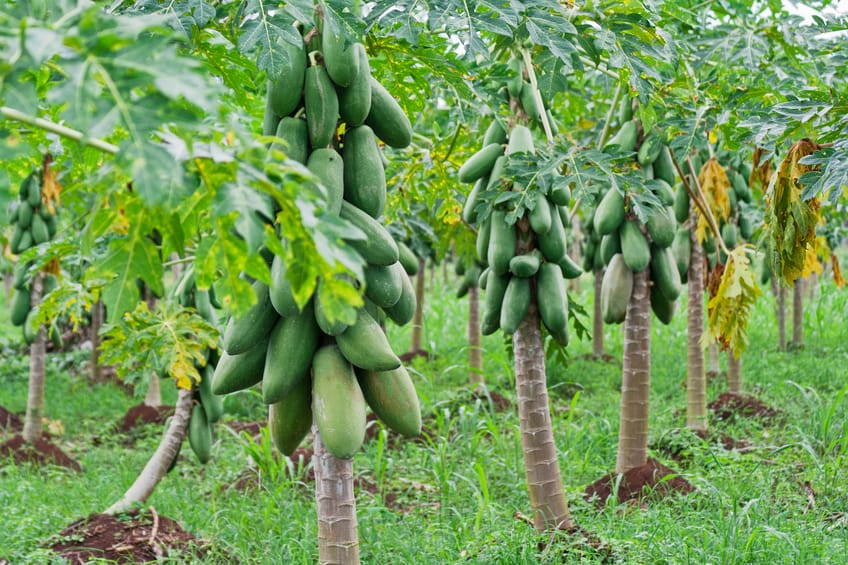 papaya trees