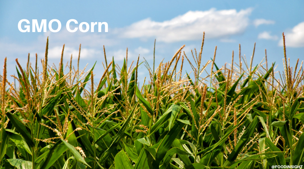 Supporting and Sustaining Our Food Supply: The Benefits of GMO Corn